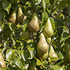 Patio Pear Conference Tree Patio Pear Conference Tree