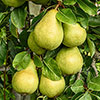 Patio Pear Conference Tree Patio Pear Conference Tree