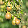 Patio Pear Conference Tree Patio Pear Conference Tree