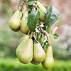 Patio Pear Conference Tree Patio Pear Conference Tree