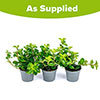 Trailing Jade Plant