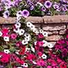 Petunia Wave Mix 