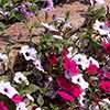 Petunia Wave Mix 