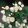 Mock Orange Philadelphus Snowbelle Mock Orange Philadelphus Snowbelle