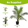 Phoenix canariensis Canary Island Date Palm