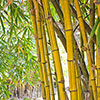 Yellow Groove Bamboo
