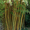 Yellow Groove Bamboo