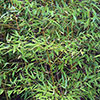 Yellow Groove Bamboo