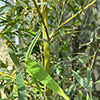 Yellow Groove Bamboo