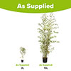 Yellow Groove Bamboo