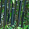 Black Bamboo Black Bamboo