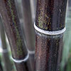 Black Bamboo Black Bamboo