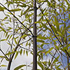 Black Bamboo Black Bamboo