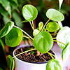 Chinese Money Plant Chinese Money Plant
