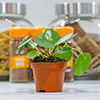 Chinese Money Plant Chinese Money Plant