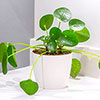 Chinese Money Plant Chinese Money Plant