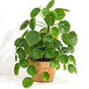 Chinese Money Plant Chinese Money Plant