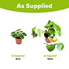 Chinese Money Plant Chinese Money Plant