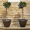 Black and Gold Pinecone Planters