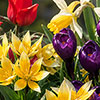 Drop In Bulb Planter Balcony Beauty Drop In Bulb Planter Balcony Beauty