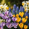 Drop In Bulb Planter Balcony Beauty Drop In Bulb Planter Balcony Beauty