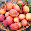 Plum Victoria Plum Victoria