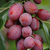 Plum Victoria Plum Victoria