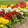 Polyanthus High Seas Mix