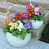 Polyanthus High Seas Mix
