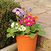 Polyanthus High Seas Mix
