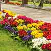 Polyanthus High Seas Mix
