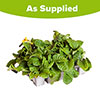 Polyanthus Spring Fever Mix