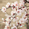Japanese Blossom Cherry Prunus Kojo-no-Mai Japanese Blossom Cherry Prunus Kojo-no-Mai