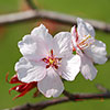 Japanese Blossom Cherry Prunus Kojo-no-Mai Japanese Blossom Cherry Prunus Kojo-no-Mai