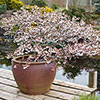 Japanese Blossom Cherry Prunus Kojo-no-Mai Japanese Blossom Cherry Prunus Kojo-no-Mai