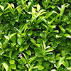 Cherry Laurel - Prunus laurocerasus