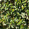 Portuguese Laurel Portuguese Laurel