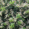 Portuguese Laurel Portuguese Laurel