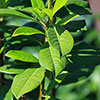 Portuguese Laurel Portuguese Laurel