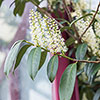 Portuguese Laurel Portuguese Laurel