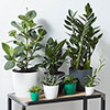 Elho Houseplant Pot Cover Anthracite