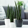 Elho Houseplant Pot Cover Anthracite