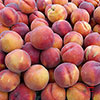 Patio Peach Crimson Tree Patio Peach Crimson Tree