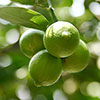 Citrus Lime Tree with Fruit