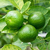 Citrus Lime Tree with Fruit