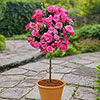 Patio Standard Pink Rose Patio Standard Pink Rose