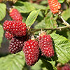 Tayberry