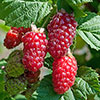 Tayberry