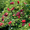 Tayberry