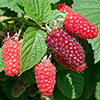 Tayberry